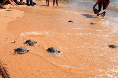 Prefeitura realiza soltura de 27 tracajás na ilha de Jutuba