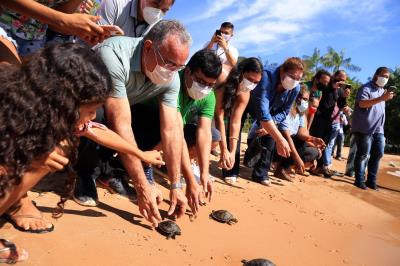 Prefeitura realiza soltura de 27 tracajás na ilha de Jutuba