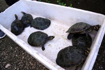 Prefeitura realiza soltura de 27 tracajás na ilha de Jutuba