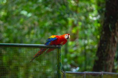 Novas araras são atração no Bosque Rodrigues Alves 