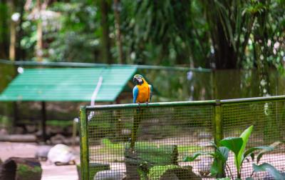 Novas araras são atração no Bosque Rodrigues Alves 