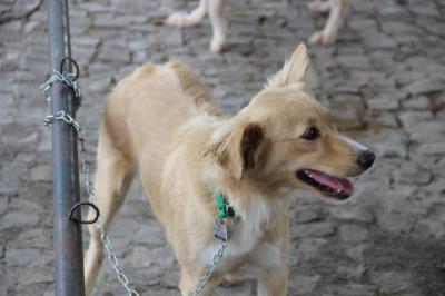 Feira de Adoção de Cães e Gatos atrai moradores do bairro da Marambaia