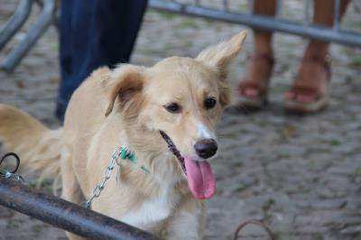 Feira de Adoção de Cães e Gatos atrai moradores do bairro da Marambaia