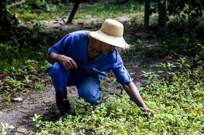 Prefeitura e Emater capacitam mais 750 agricultores familiares em Mosqueiro