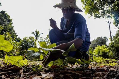 Prefeitura e Emater capacitam mais 750 agricultores familiares em Mosqueiro