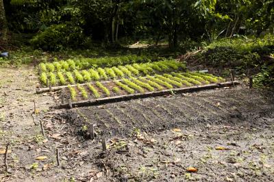 Prefeitura e Emater capacitam mais 750 agricultores familiares em Mosqueiro