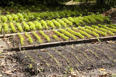 Prefeitura e Emater capacitam mais 750 agricultores familiares em Mosqueiro