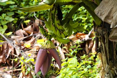 Prefeitura e Emater capacitam mais 750 agricultores familiares em Mosqueiro