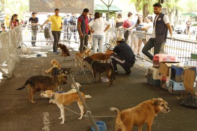 Feira de adoção da Prefeitura dá novo lar a cães e gatos