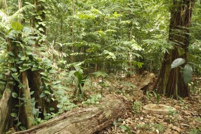 Bosque Rodrigues Alves celebra aniversário de 134 anos com programação especial