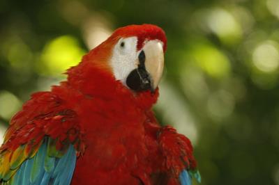 Bosque Rodrigues Alves celebra aniversário de 134 anos com programação especial