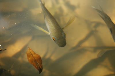 Bosque Rodrigues Alves celebra aniversário de 134 anos com programação especial