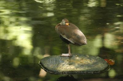 Bosque Rodrigues Alves celebra aniversário de 134 anos com programação especial