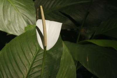 Bosque Rodrigues Alves celebra aniversário de 134 anos com programação especial