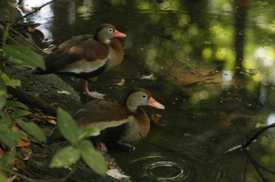 Bosque Rodrigues Alves celebra aniversário de 134 anos com programação especial