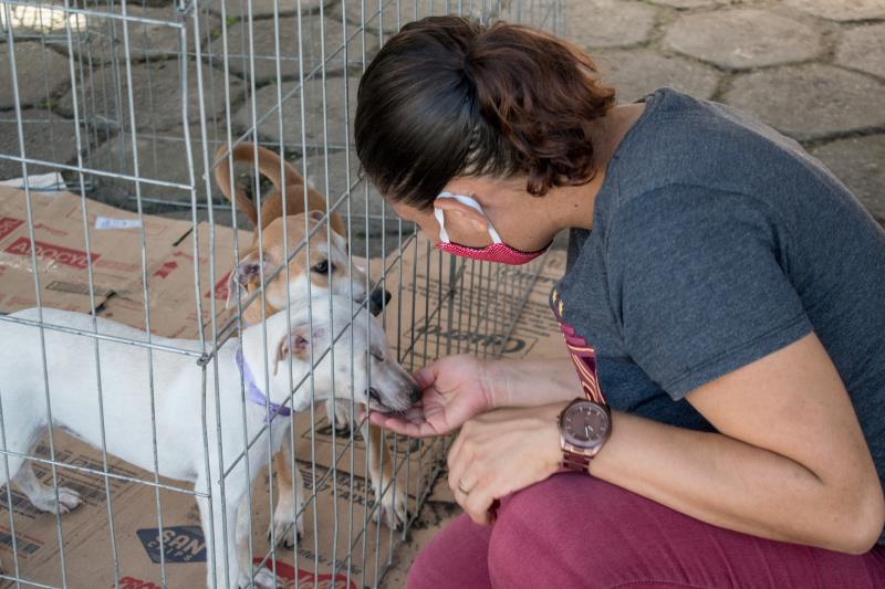 Prefeitura promove mais uma edição da feira de adoção de cães e gatos 