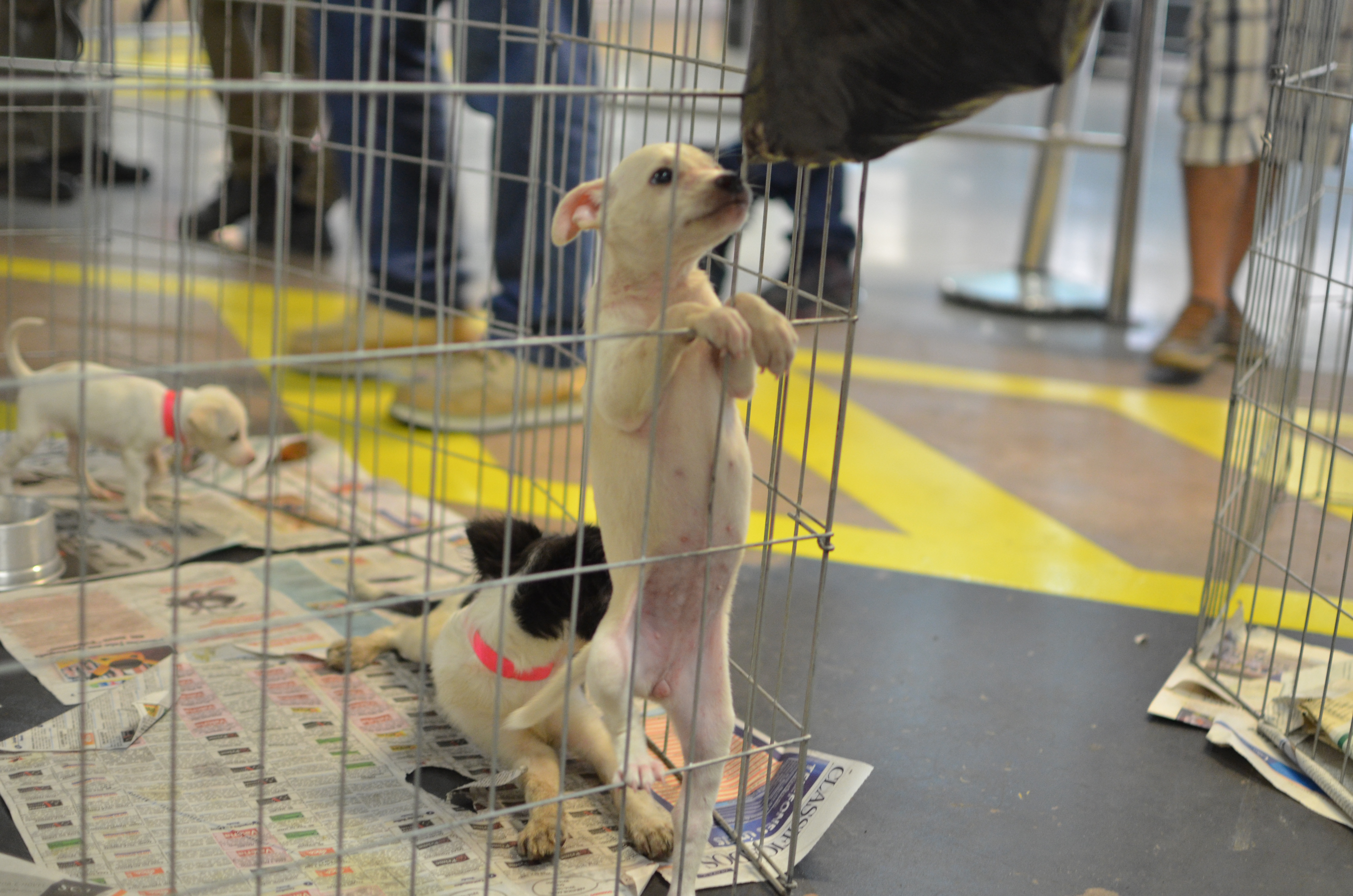 20 animais adotados em feira de adoção 