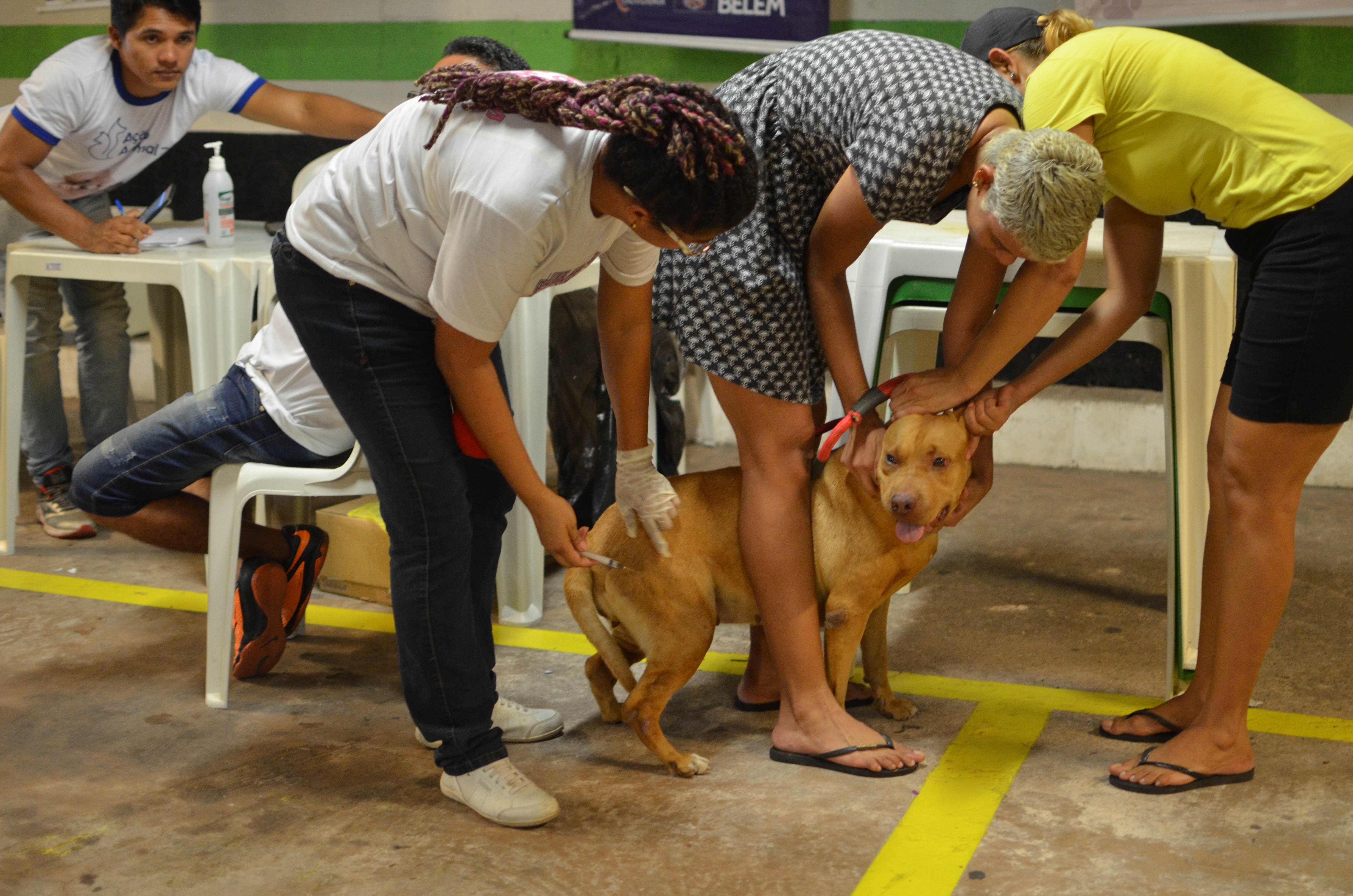 20 animais adotados em feira de adoção 
