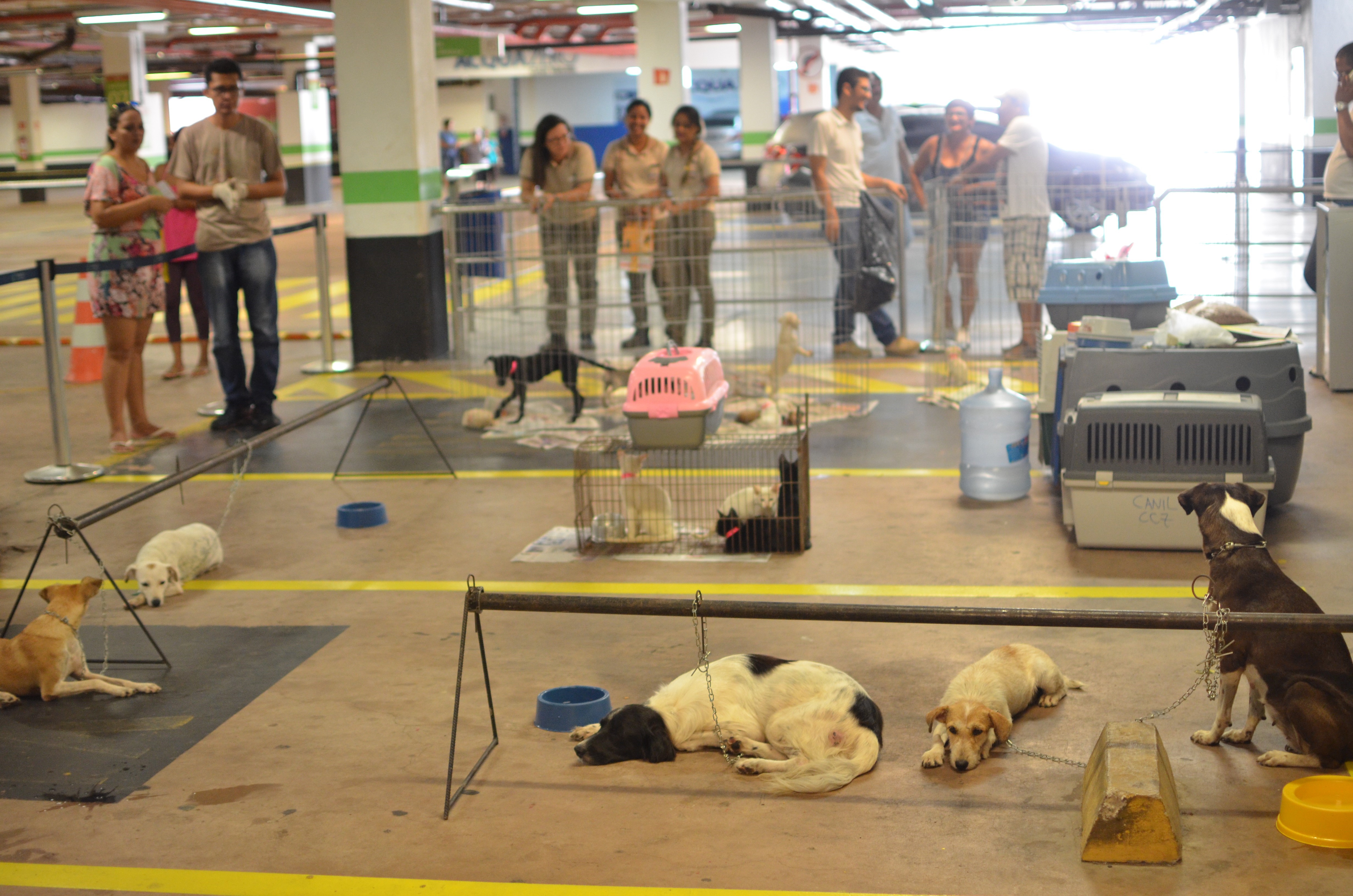 20 animais adotados em feira de adoção 