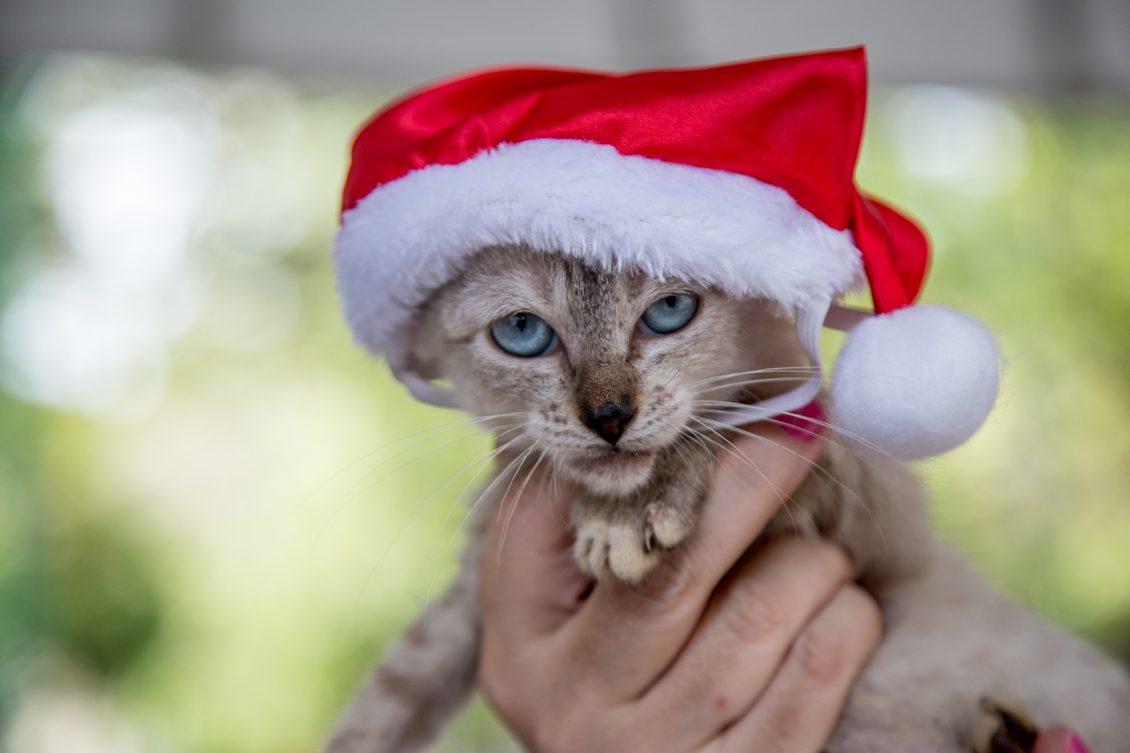 Feira de adoção garante novos lares para cães e gatos