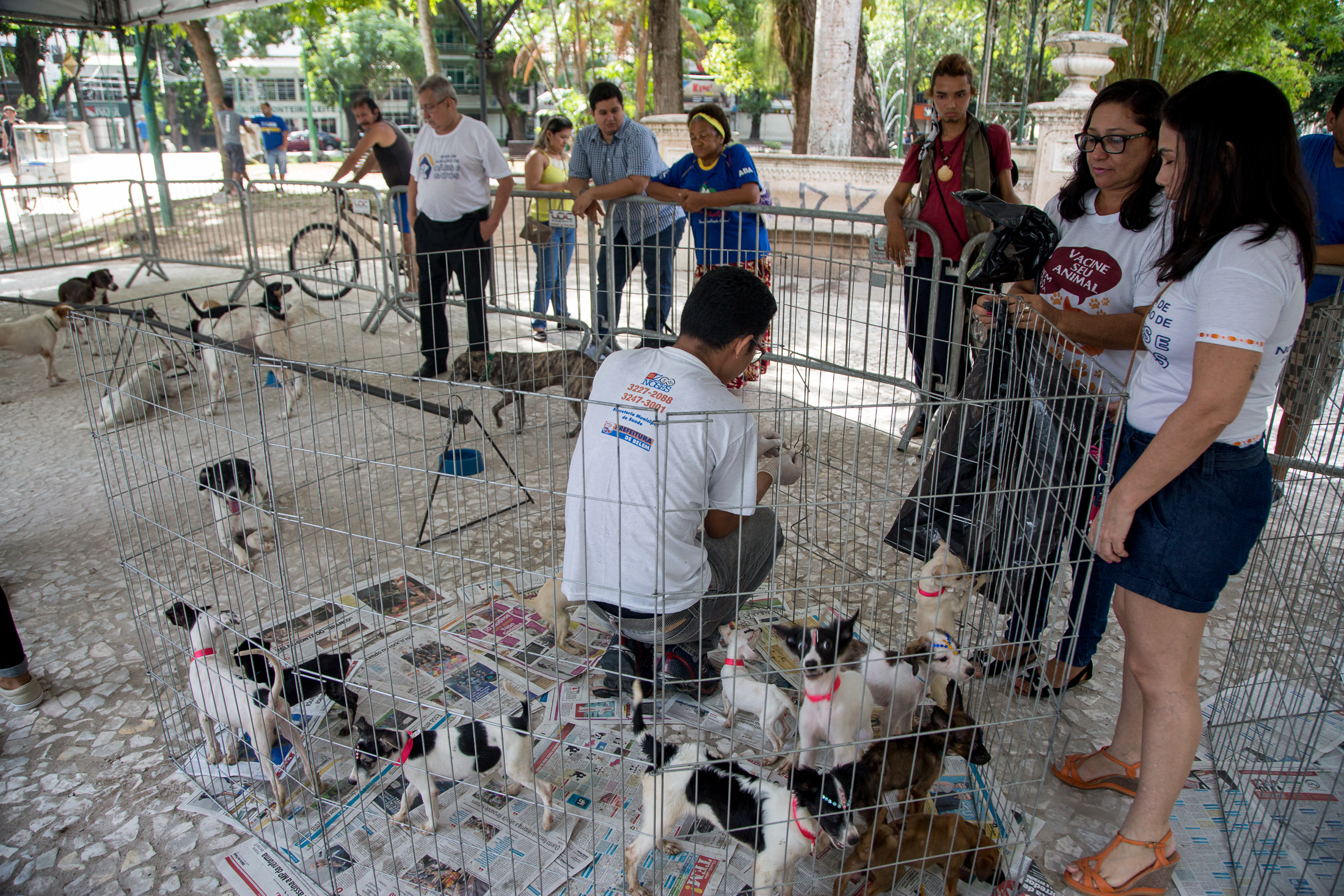 Feira de adoção garante novos lares para cães e gatos