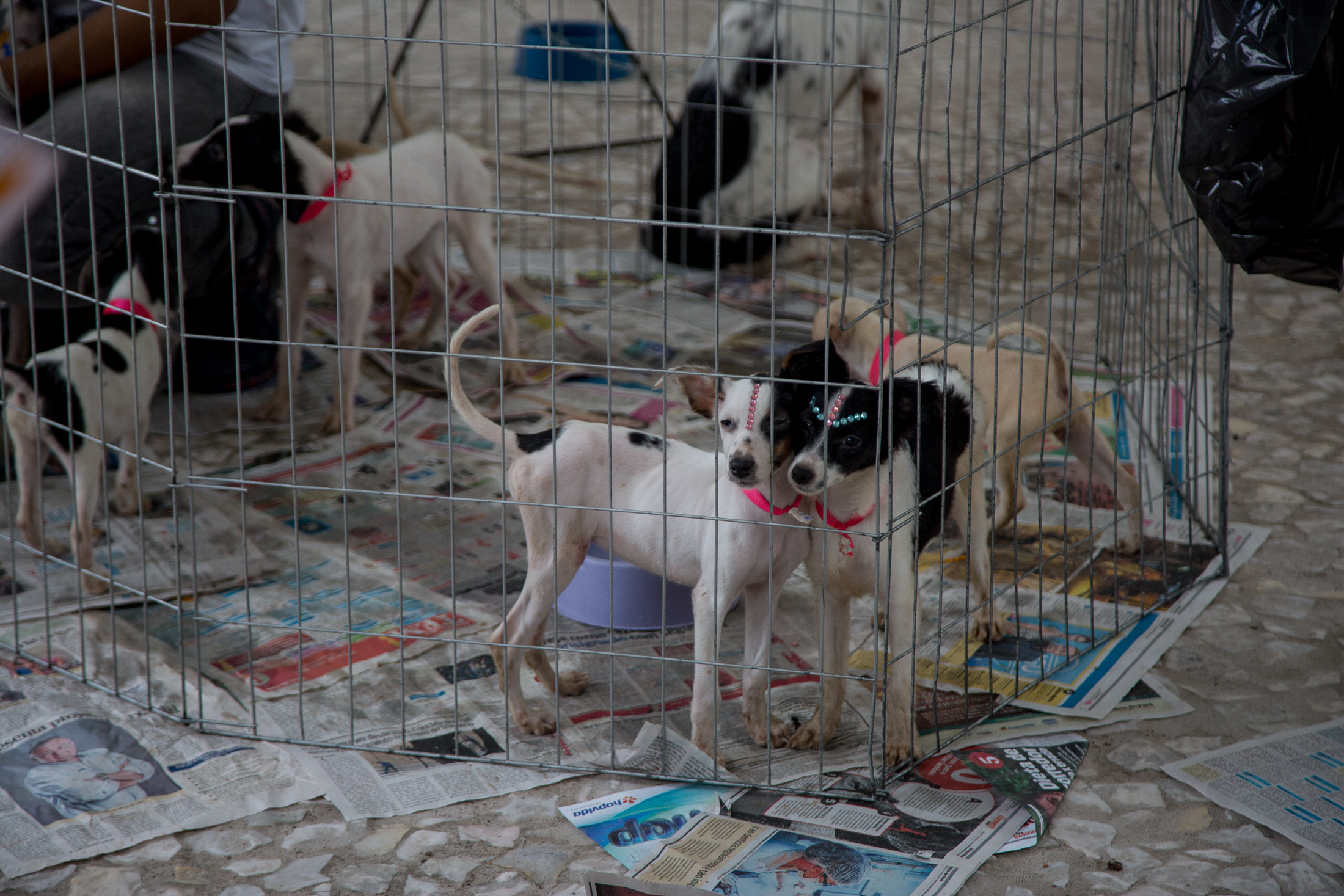 Feira de adoção garante novos lares para cães e gatos