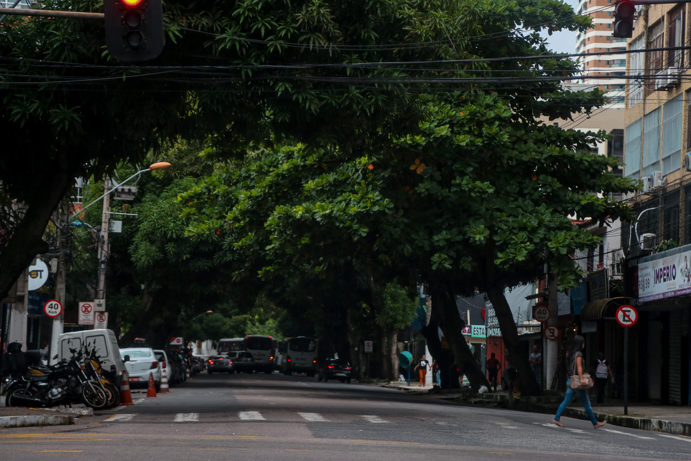 Prefeitura executa até 800 operações por mês para prevenir queda de árvores