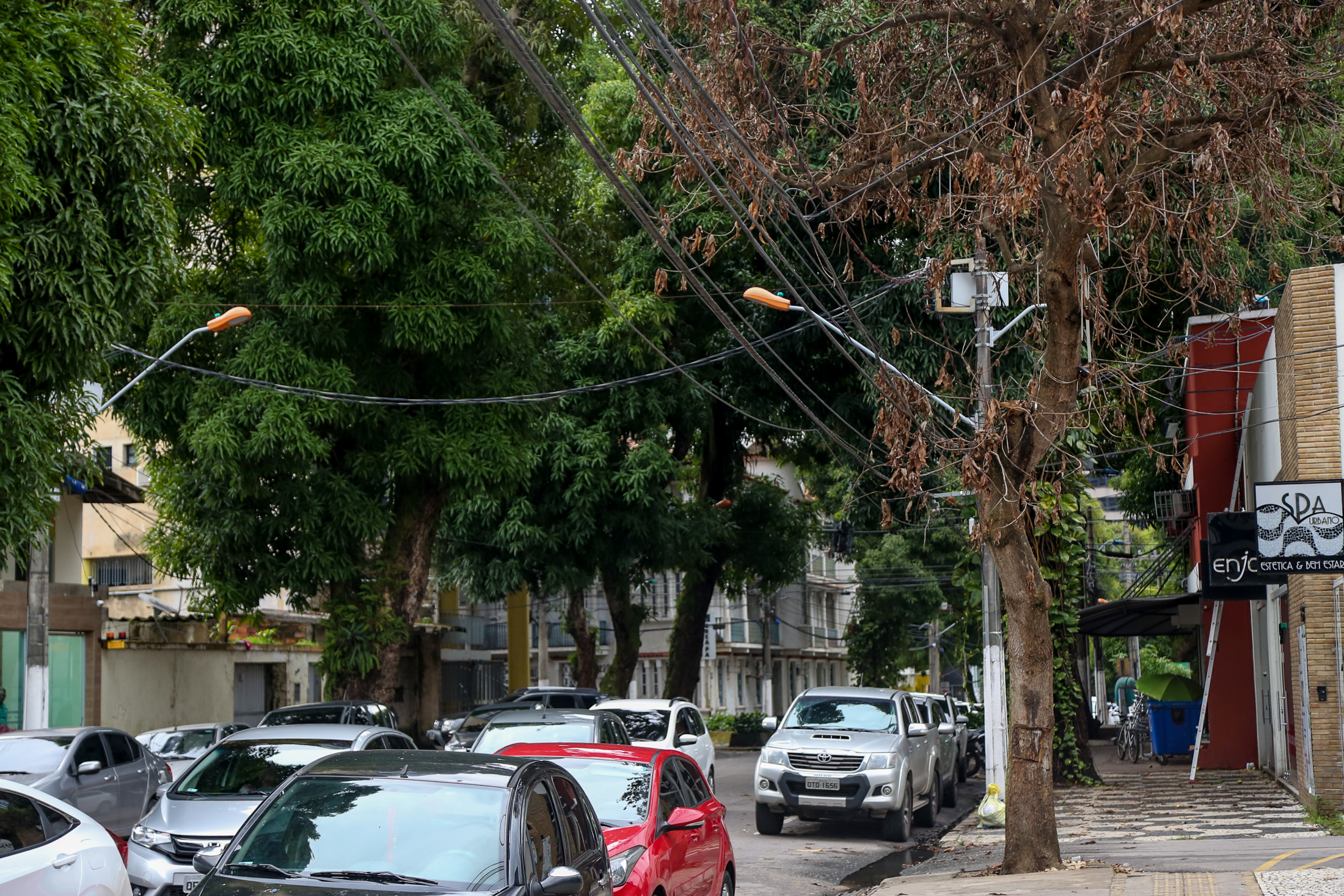 Prefeitura executa até 800 operações por mês para prevenir queda de árvores