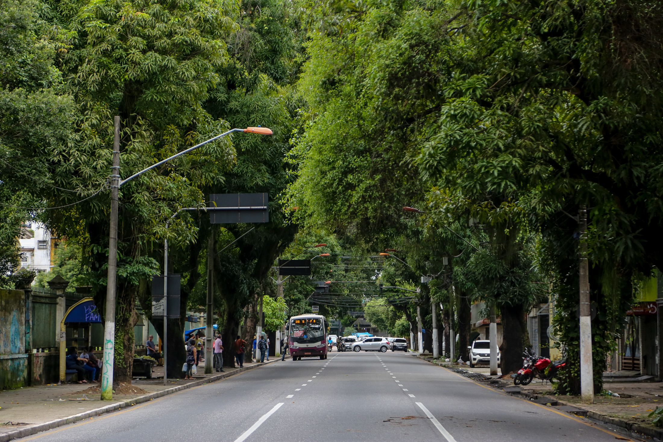 Prefeitura executa até 800 operações por mês para prevenir queda de árvores