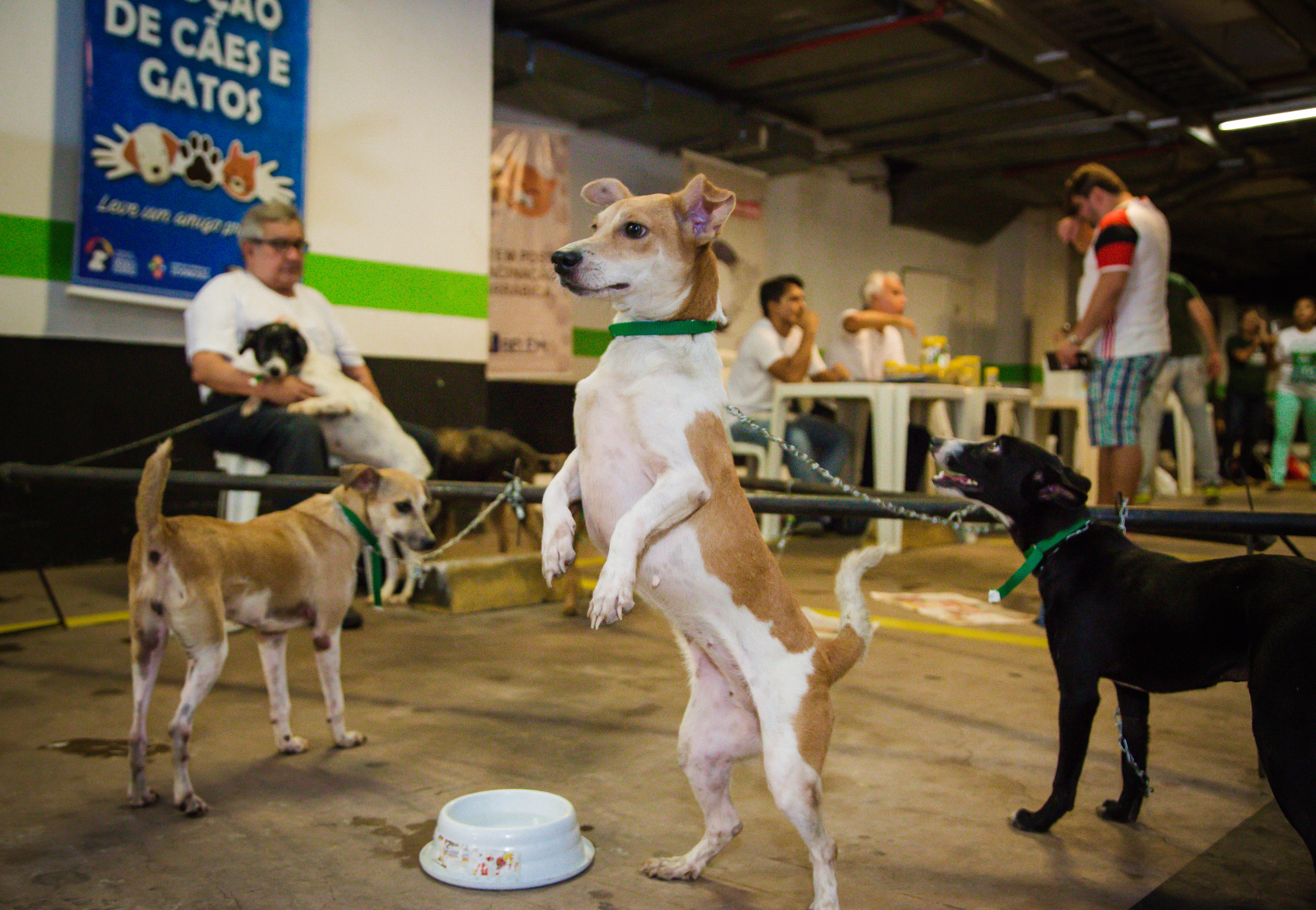 15 animais ganham novo lar após edição da Feira de Adoção