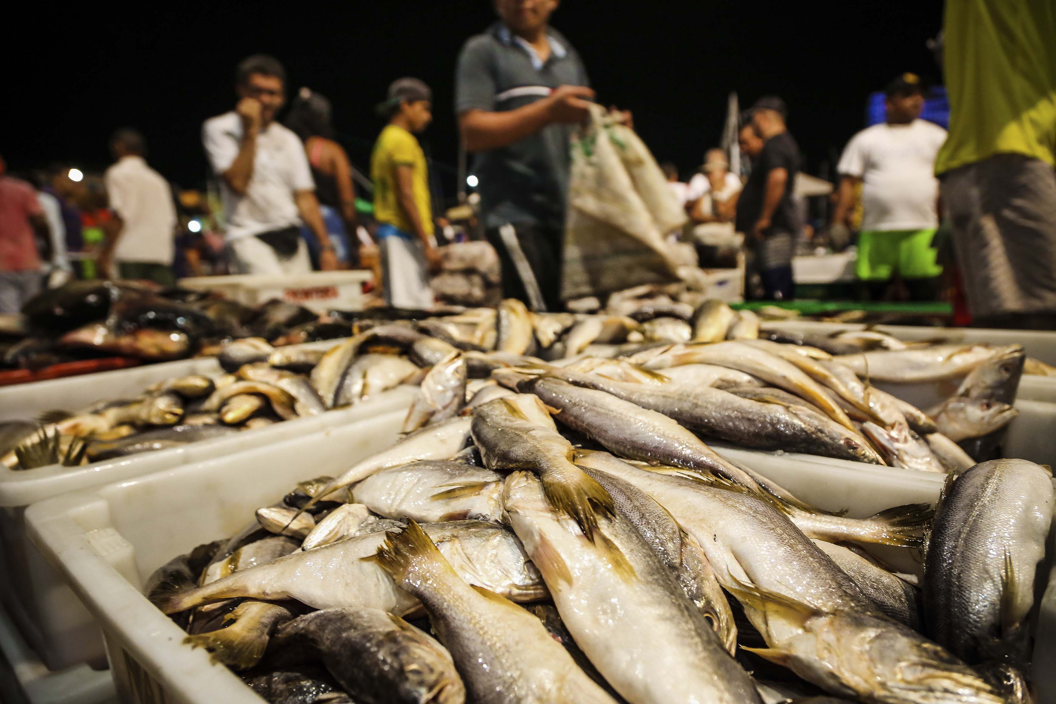 Prefeitura de Belém garante a comercialização e o preço do pescado na Semana Santa
