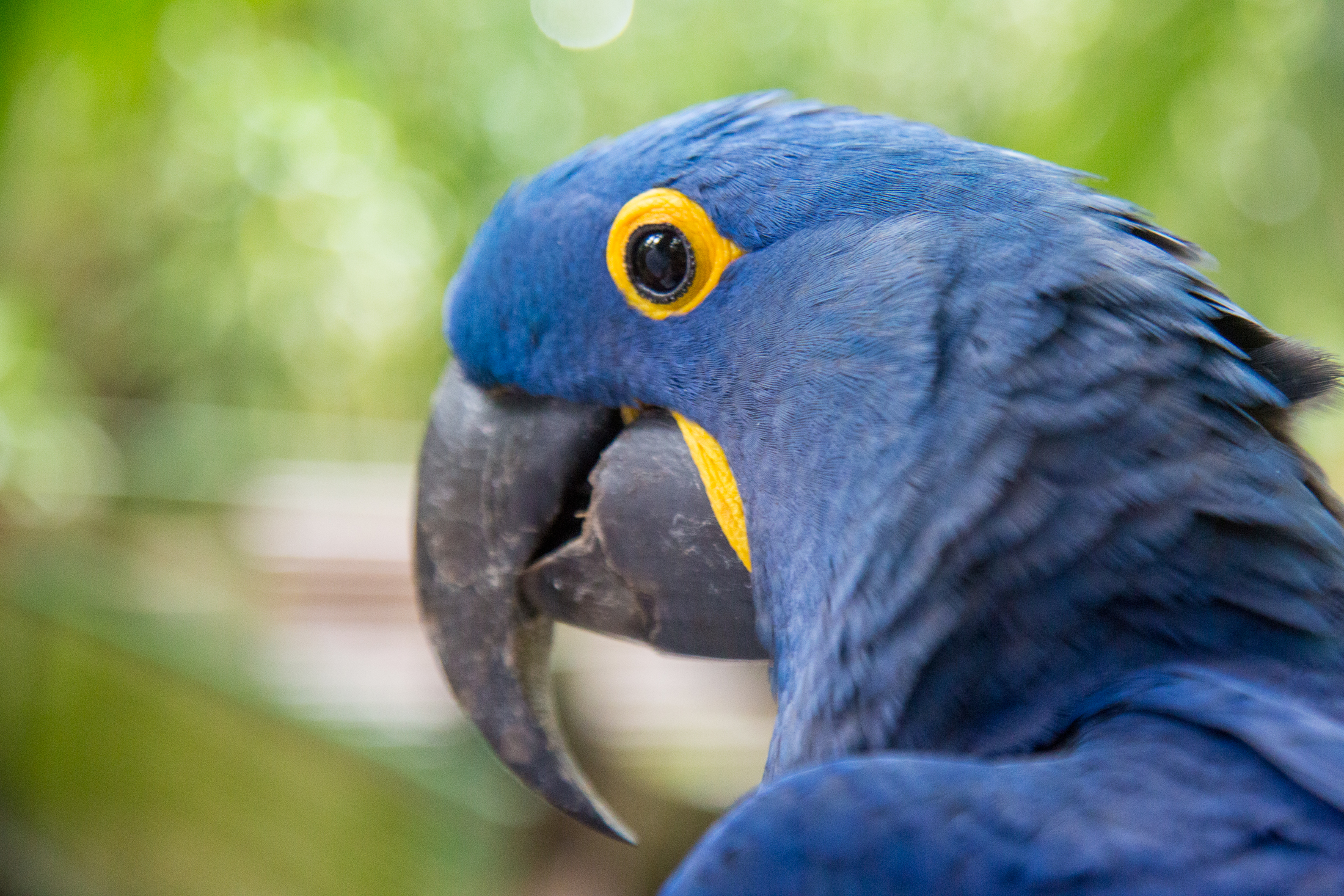 Arara-azul passa mal e recebe os cuidados da equipe de fauna do Bosque