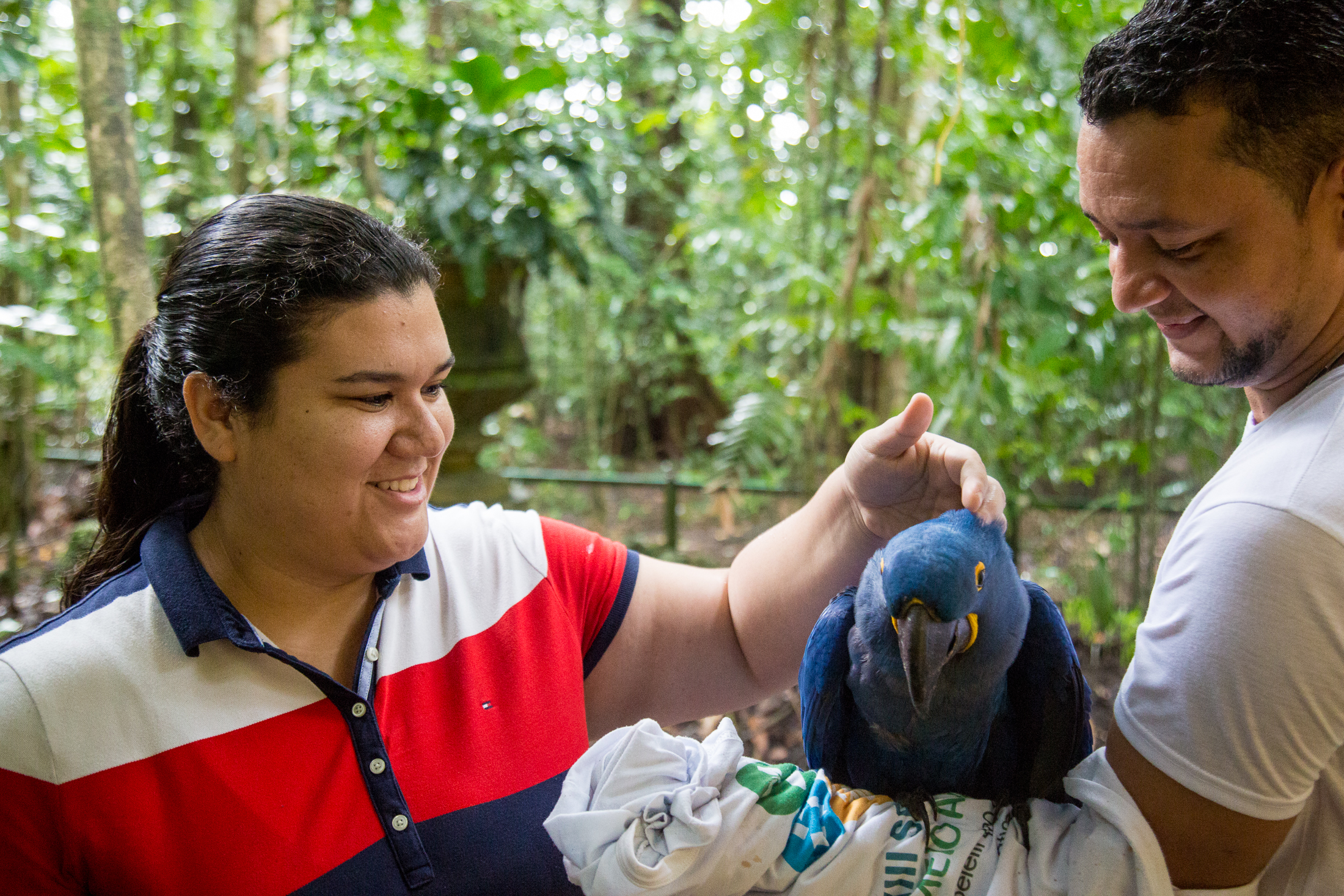 Arara-azul passa mal e recebe os cuidados da equipe de fauna do Bosque