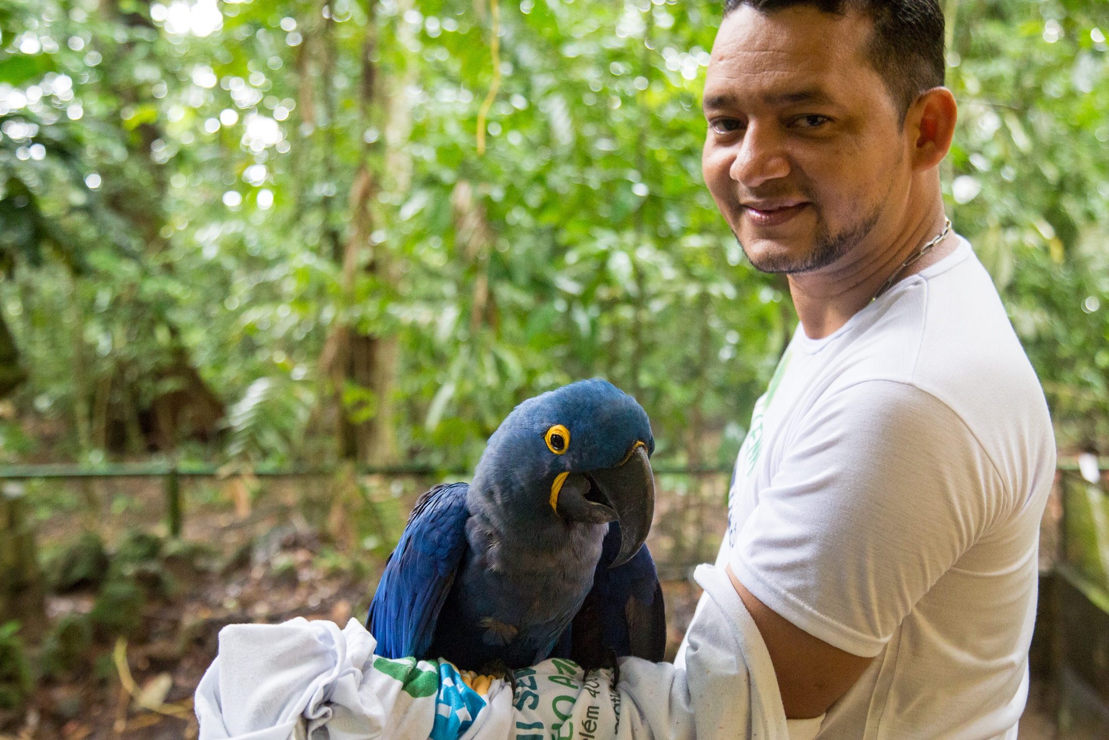 Arara-azul passa mal e recebe os cuidados da equipe de fauna do Bosque