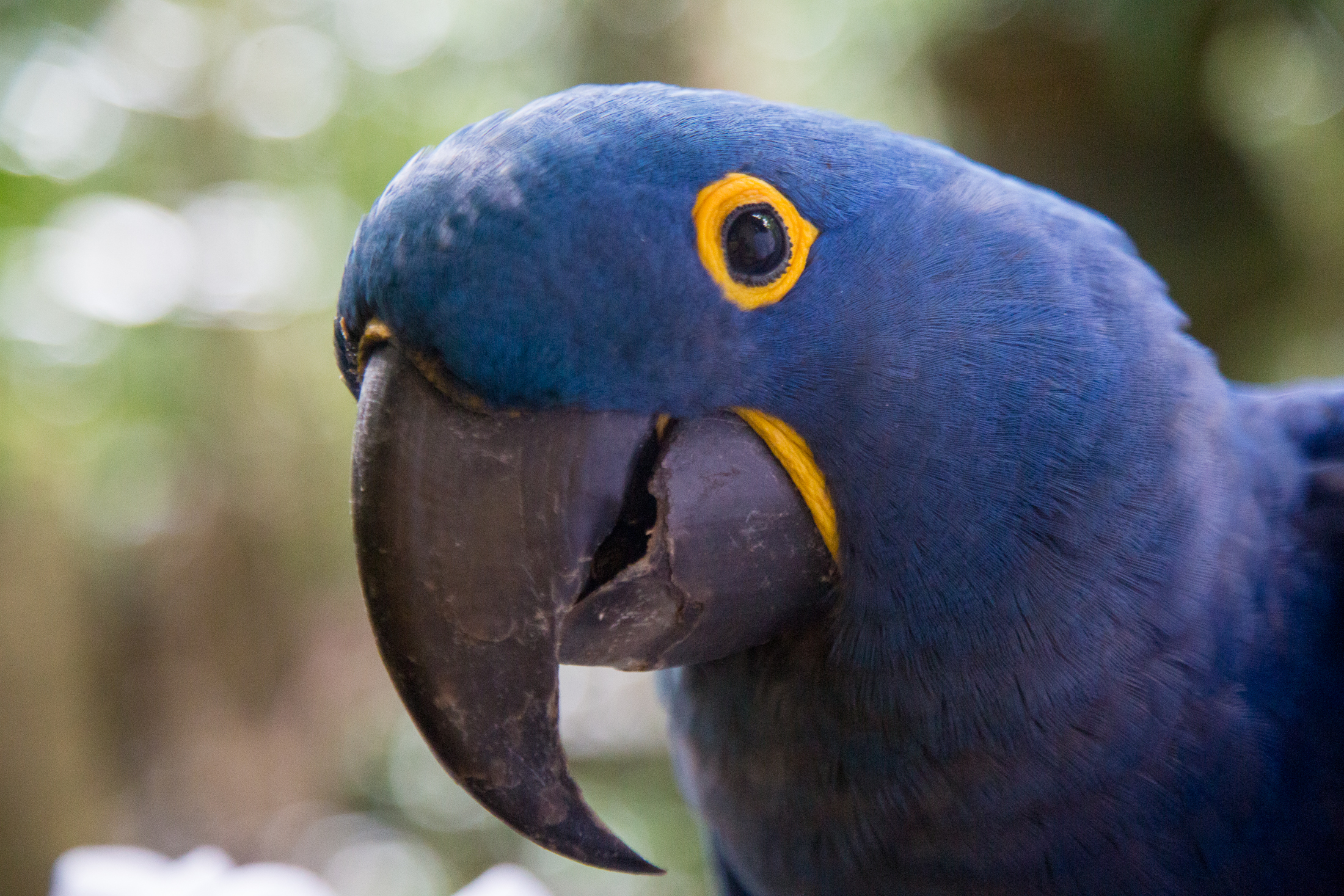 Arara-azul passa mal e recebe os cuidados da equipe de fauna do Bosque