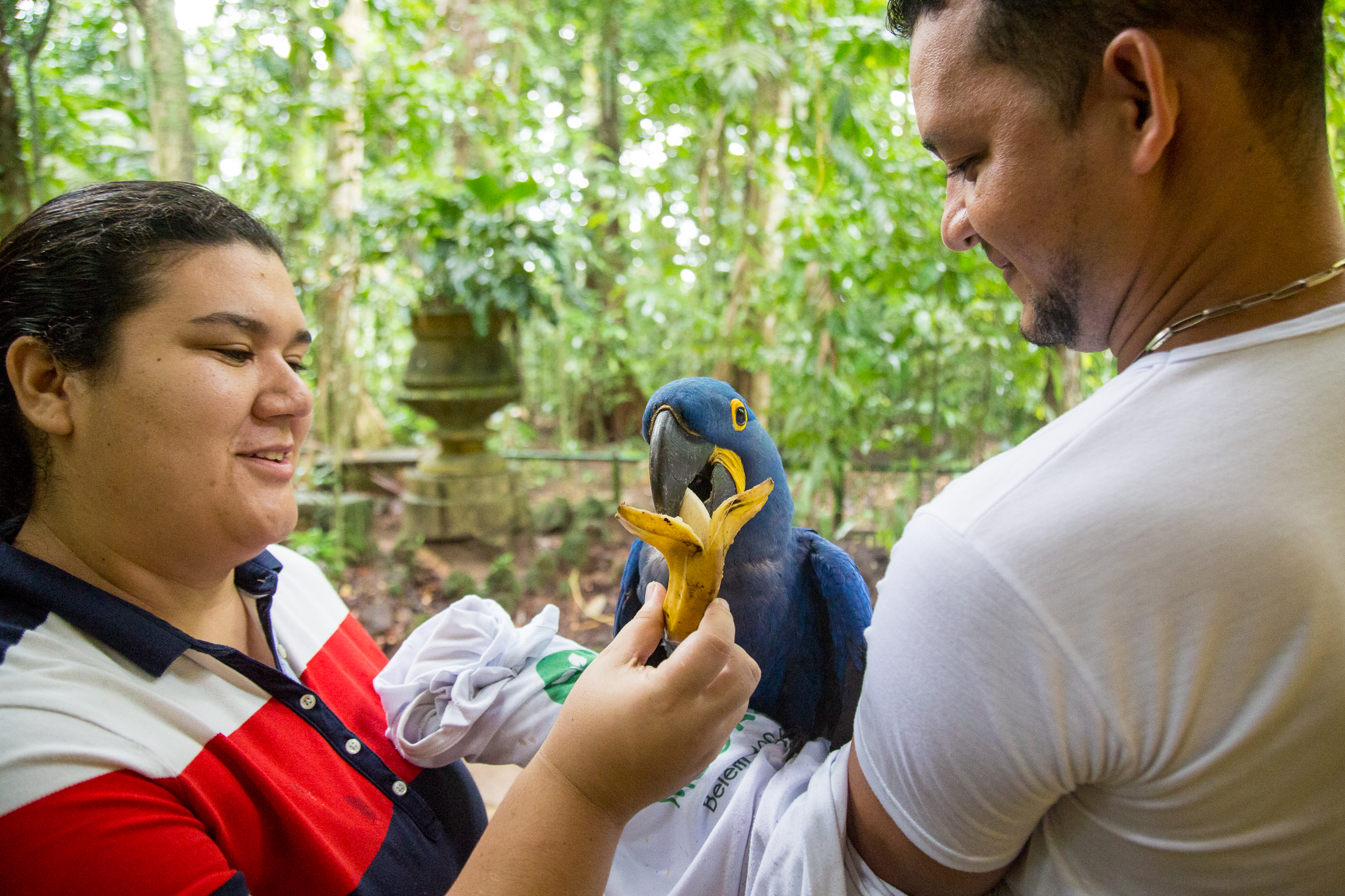 Arara-azul passa mal e recebe os cuidados da equipe de fauna do Bosque