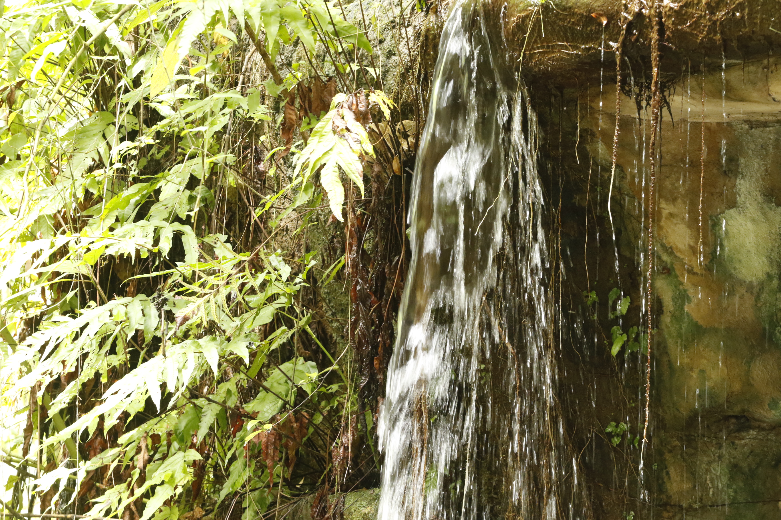 Bosque Rodrigues Alves é uma boa opção de lazer junto à natureza em Belém