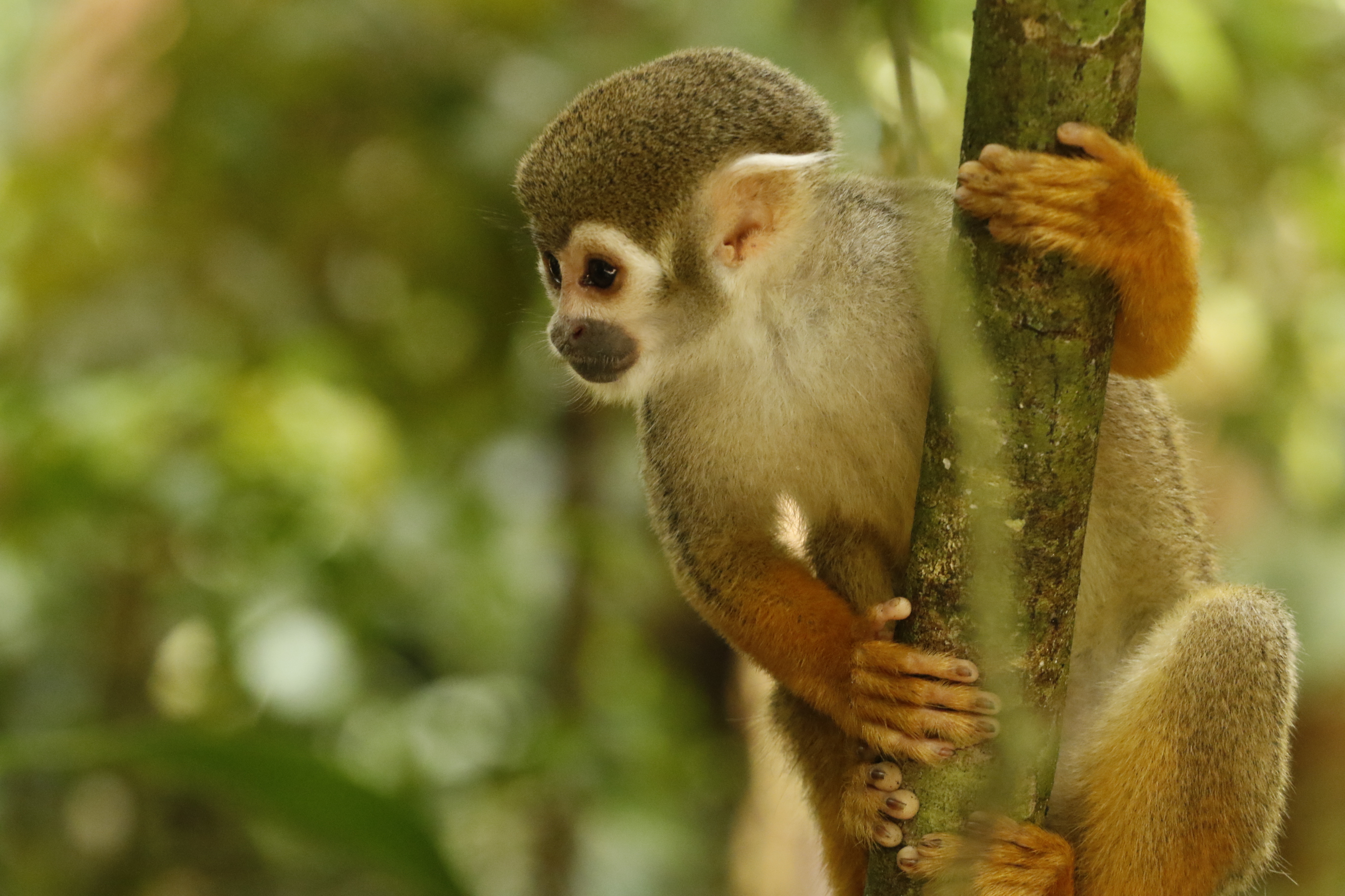 Bosque Rodrigues Alves é uma boa opção de lazer junto à natureza em Belém