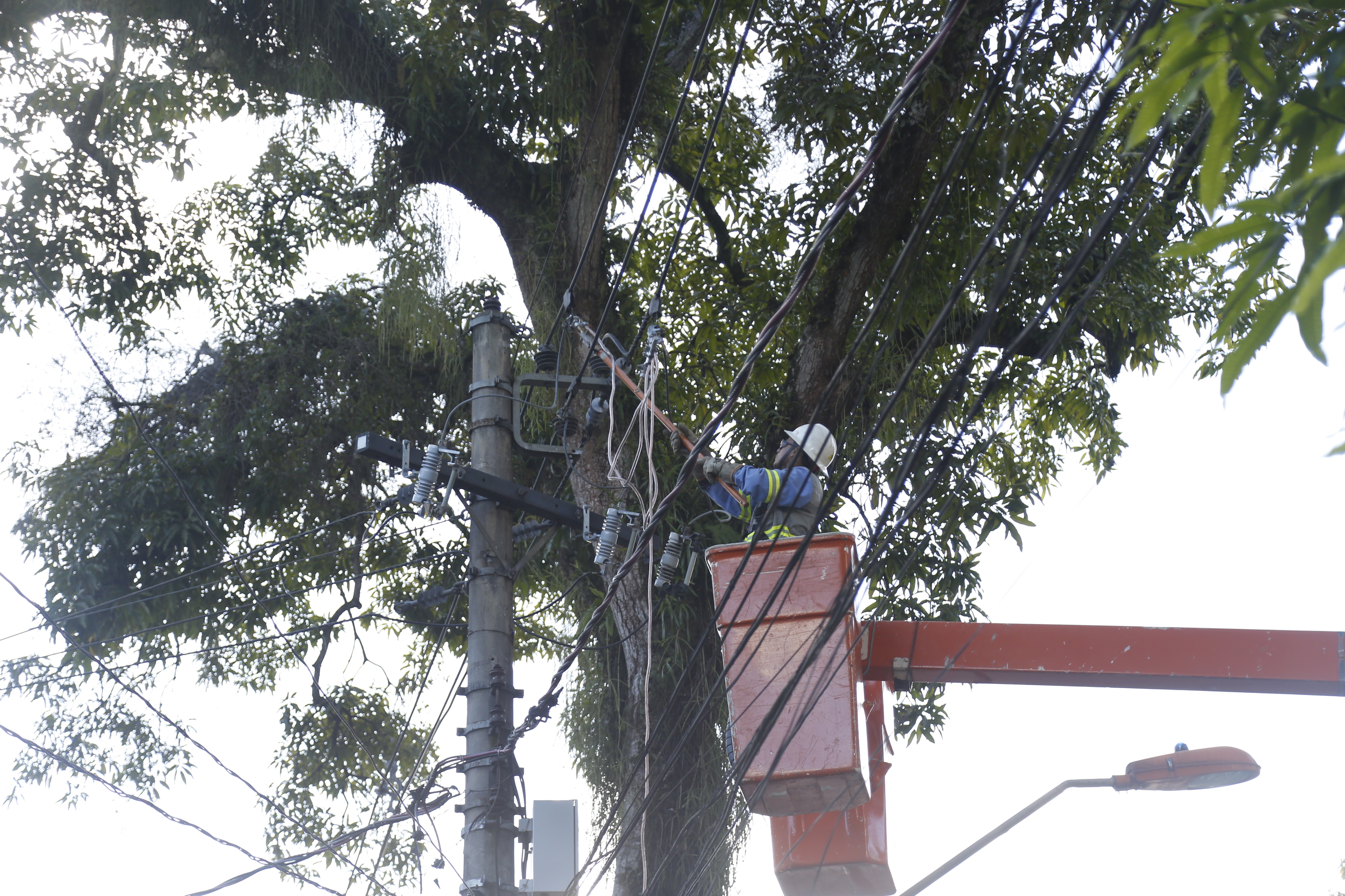 Prefeitura faz grande operação de poda de mangueiras no bairro de Nazaré