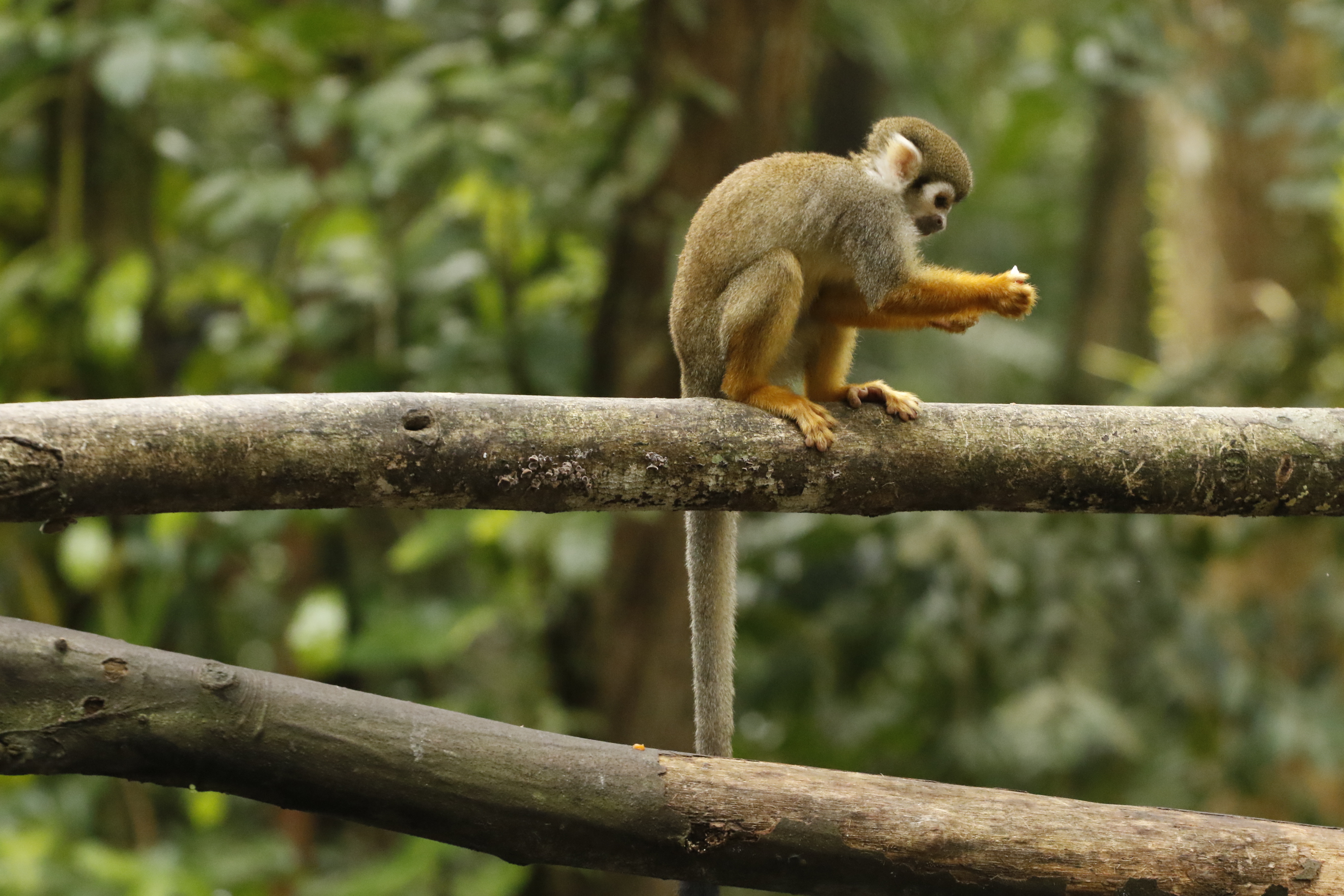 Plantio de mudas celebra o Dia Internacional da Biodiversidade no Bosque