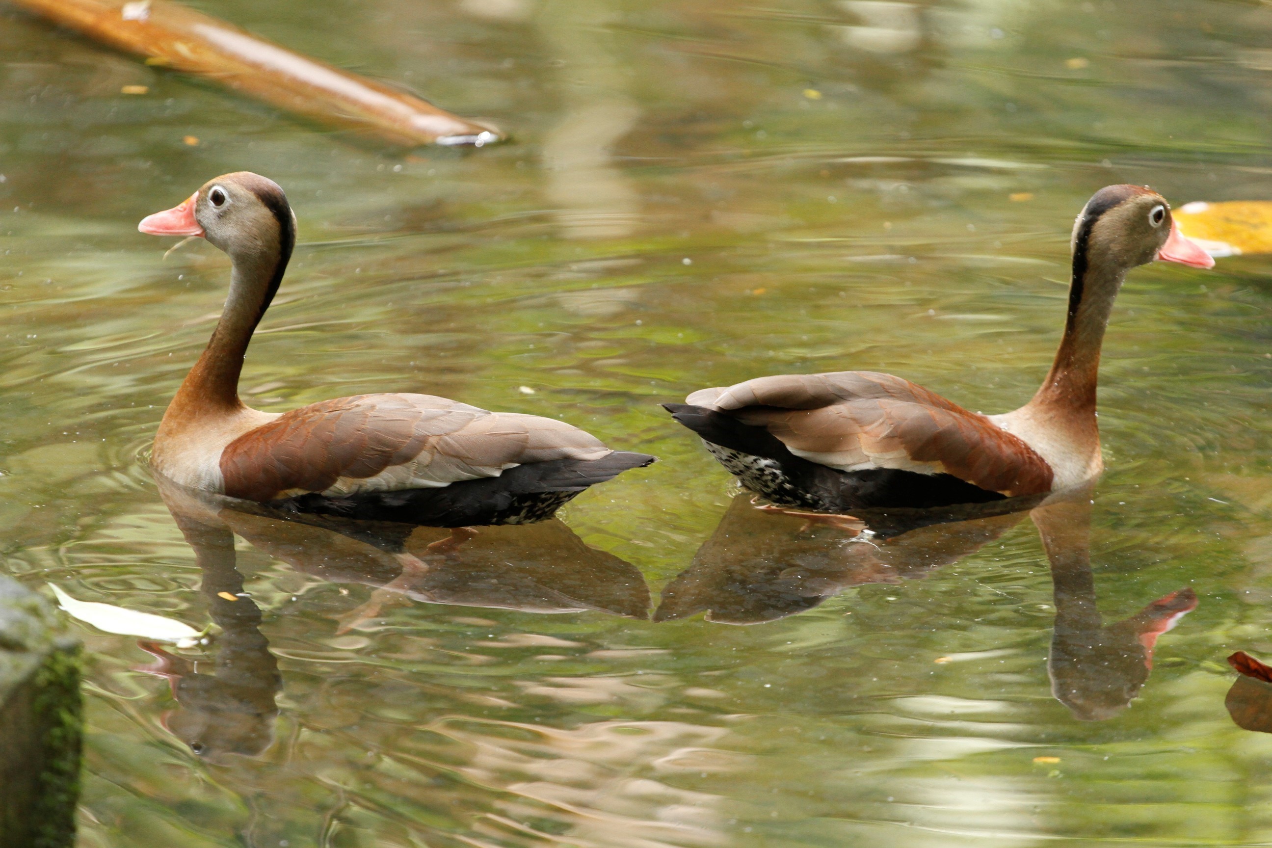 Plantio de mudas celebra o Dia Internacional da Biodiversidade no Bosque
