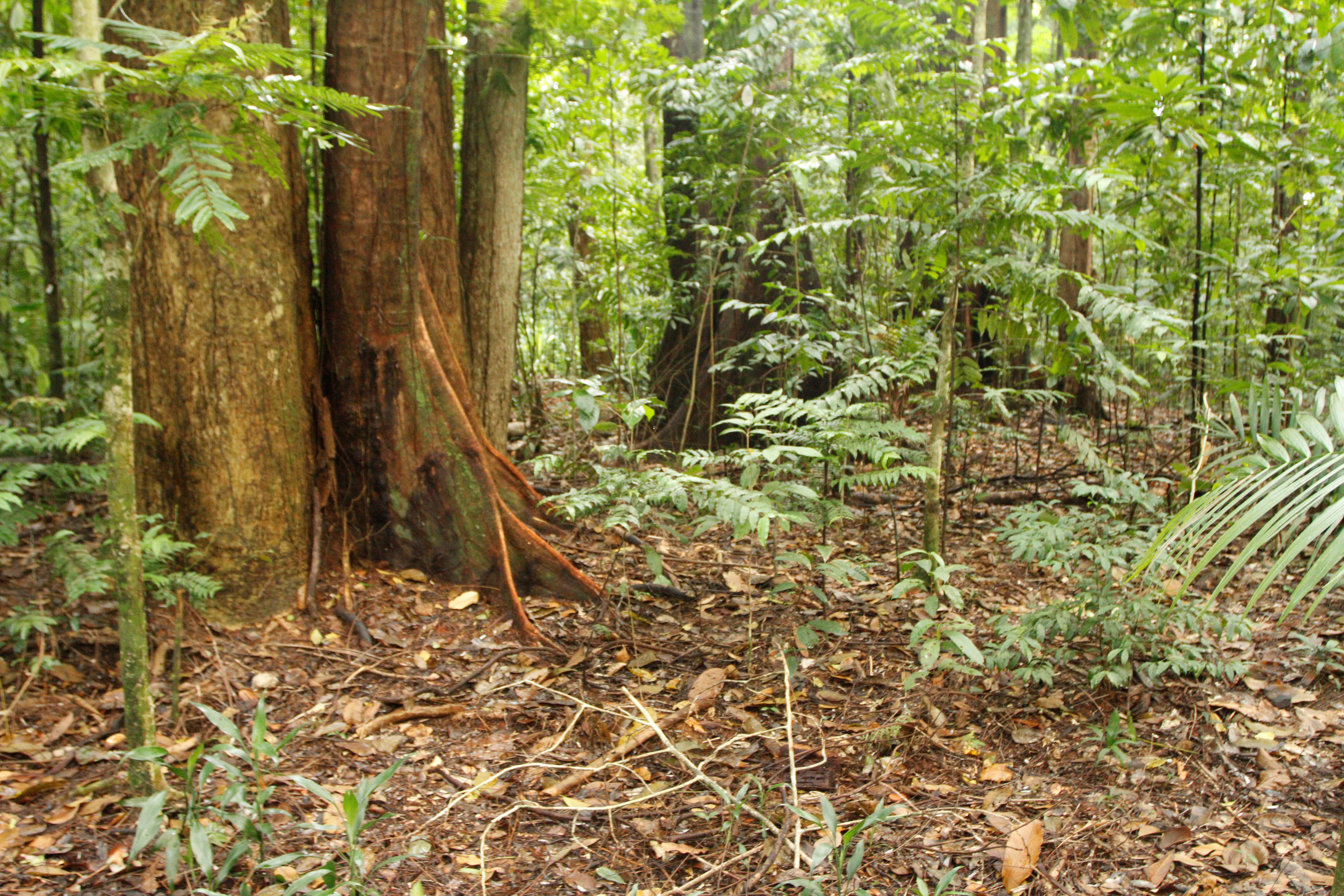 Bosque Rodrigues Alves é uma boa opção de lazer junto à natureza em Belém