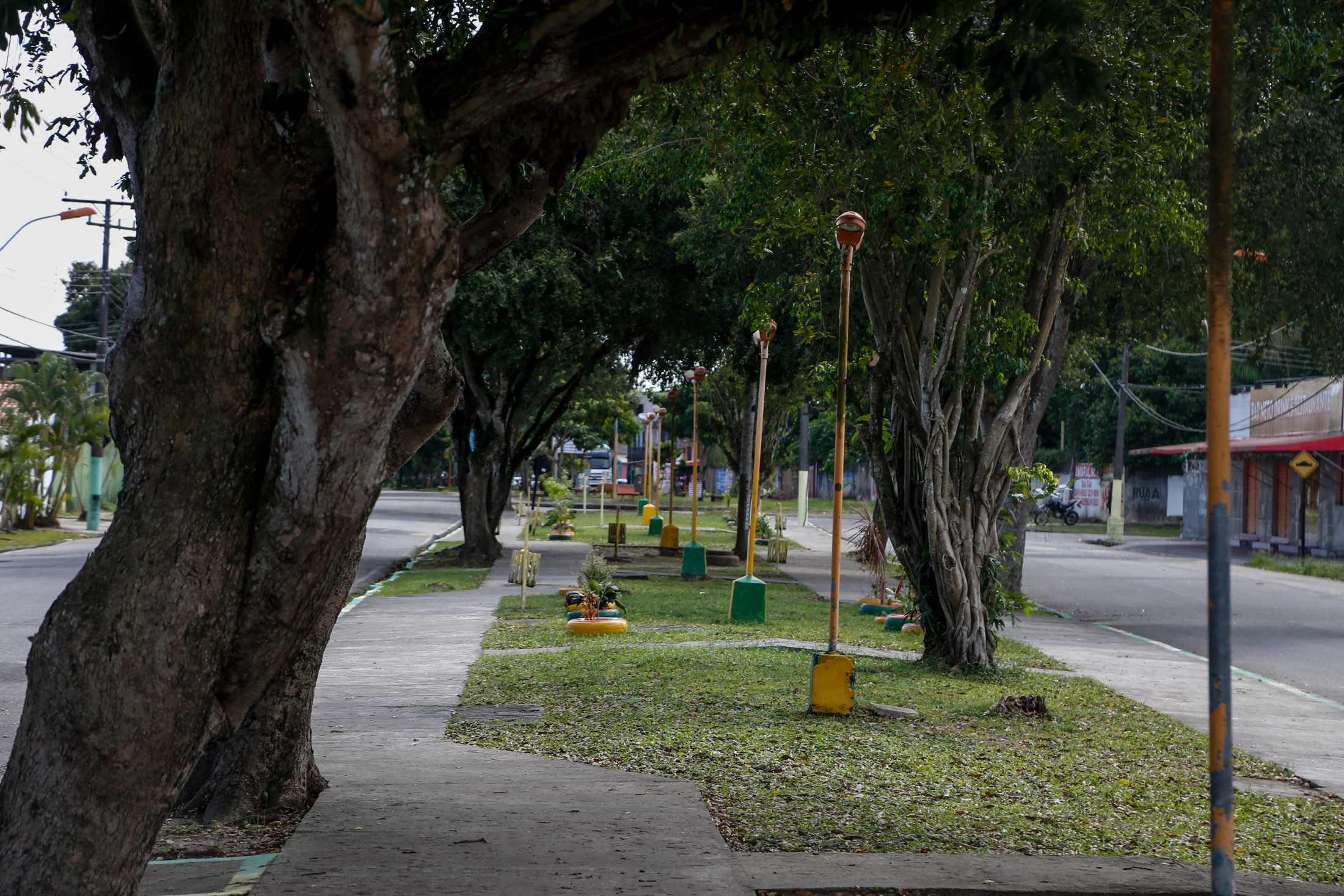 Prefeitura intensifica número de podas e ações de paisagismo na capital
