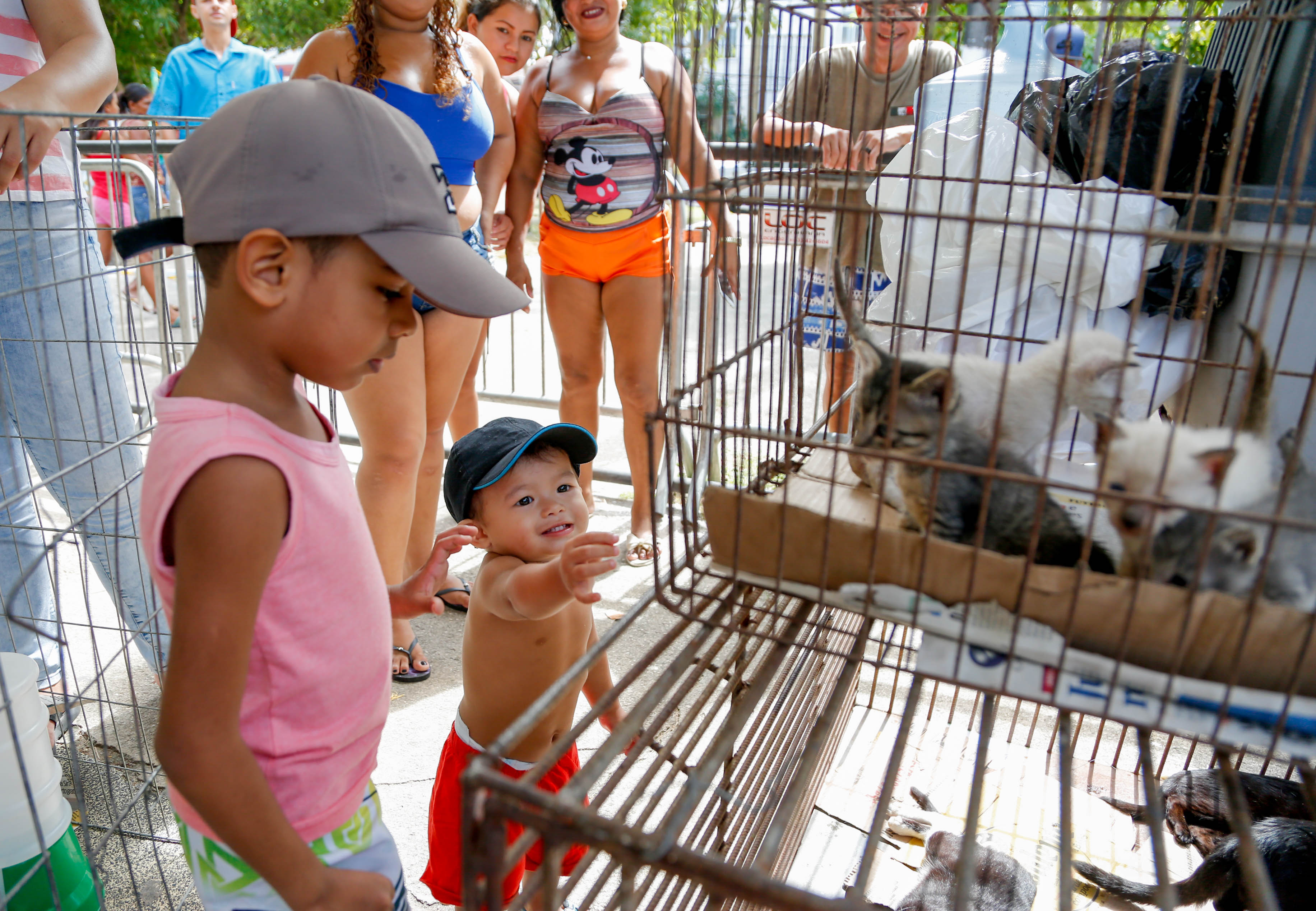 Feira de adoção de cães e gatos é sucesso de público no bairro da Sacramenta
