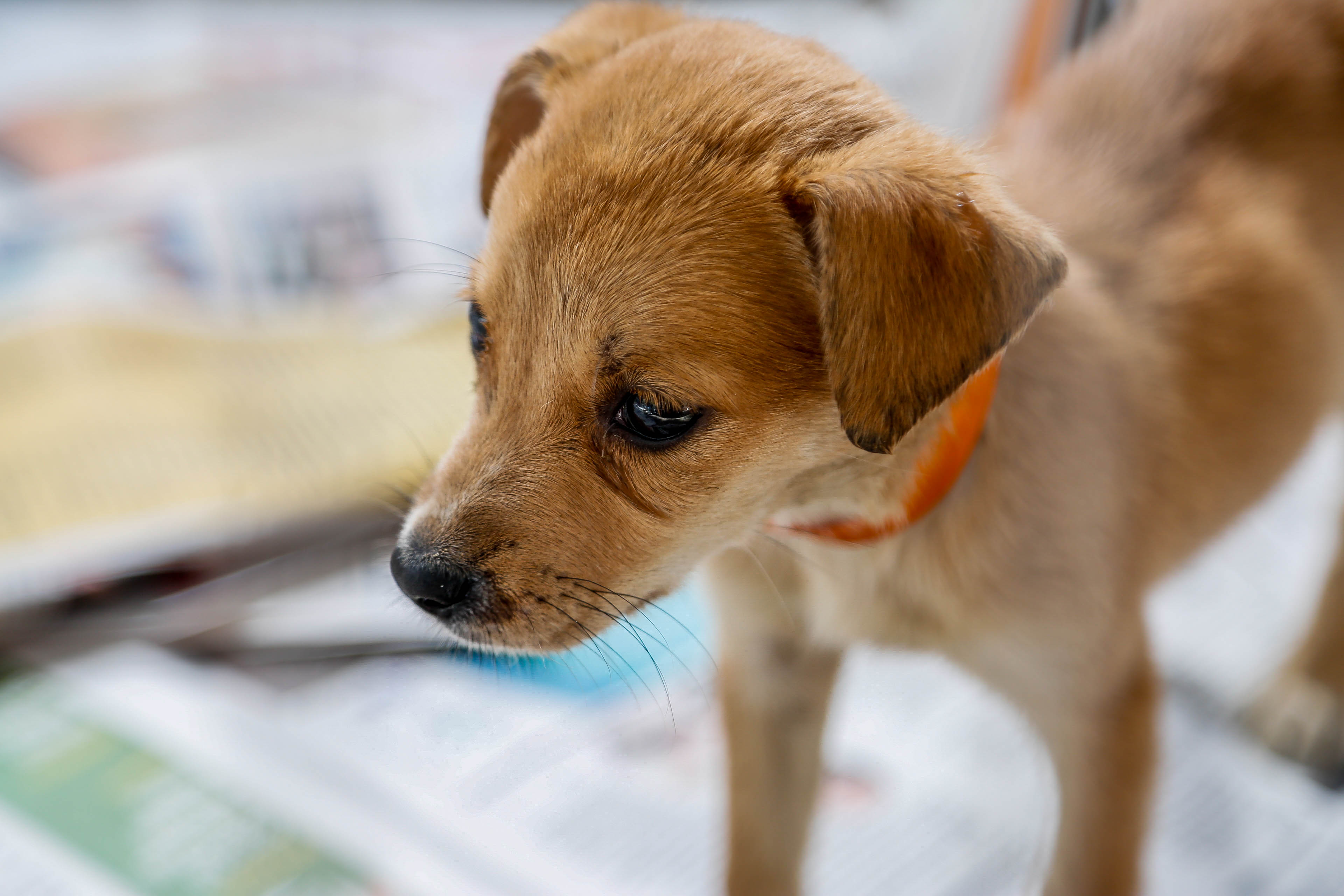 Feira de adoção de cães e gatos é sucesso de público no bairro da Sacramenta