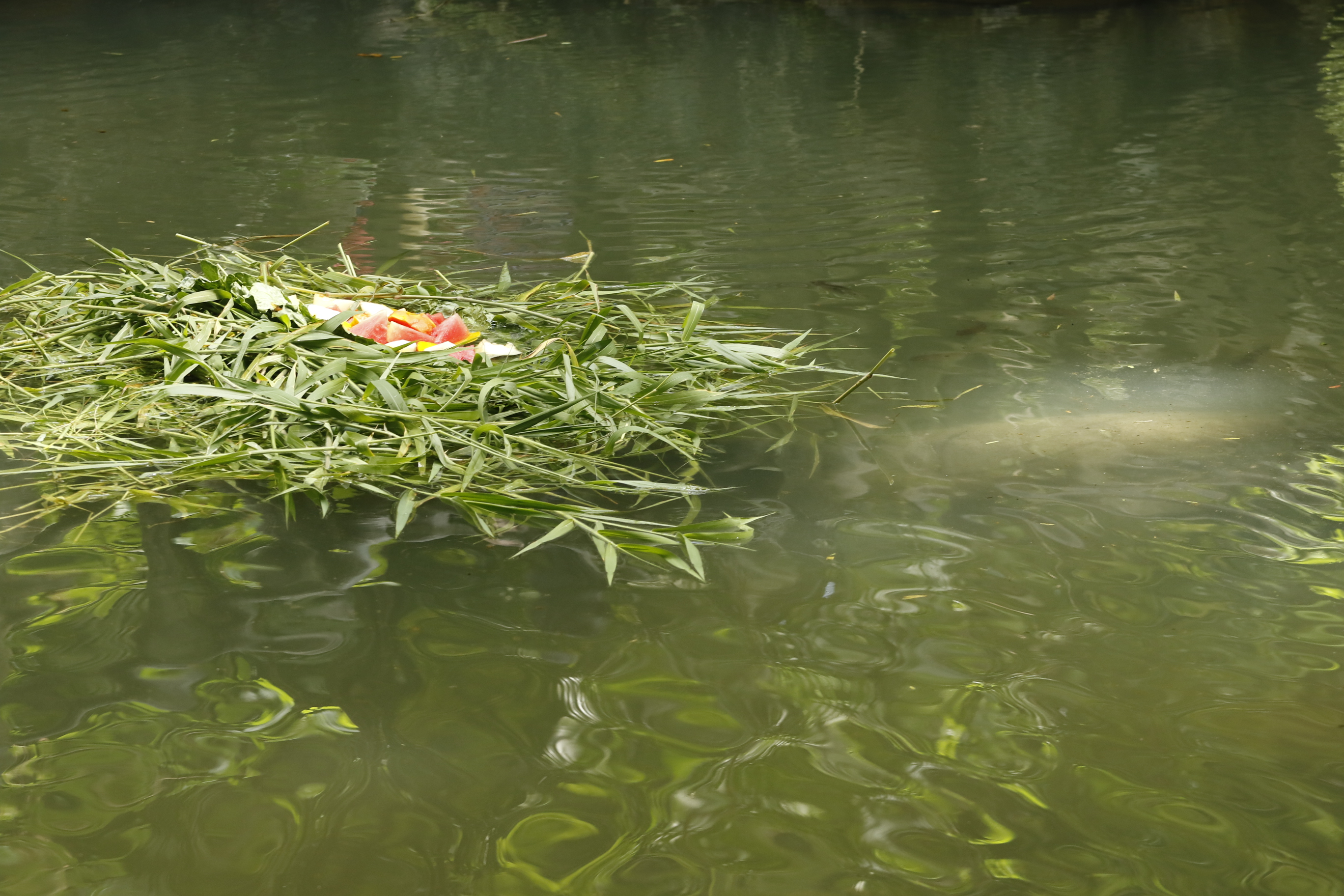 Peixe-boi do Bosque ganha bolo especial no aniversário de 62 anos