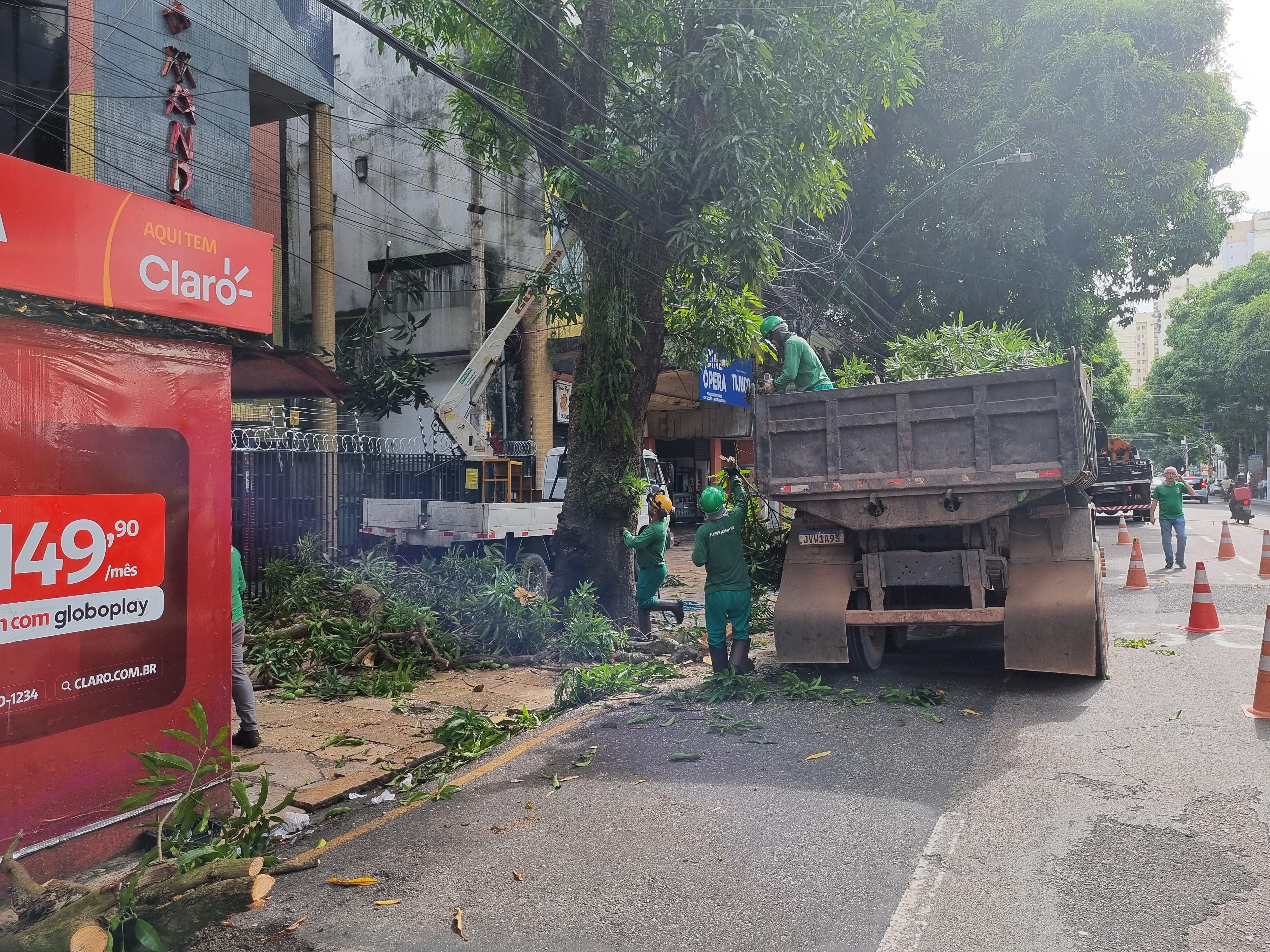 Árvore é retirada da Avenida Nazaré em operação da Prefeitura de Belém