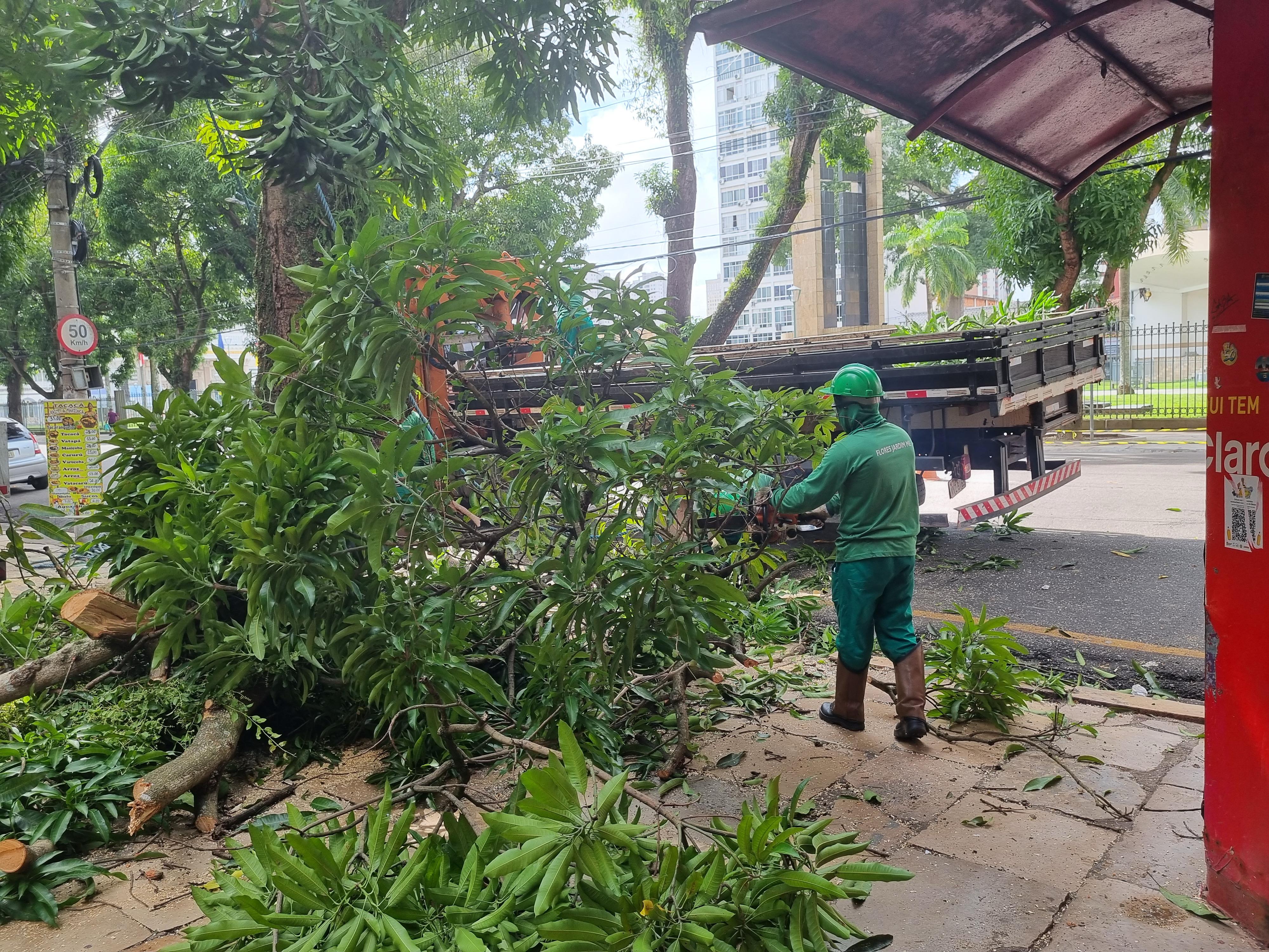 Árvore é retirada da Avenida Nazaré em operação da Prefeitura de Belém