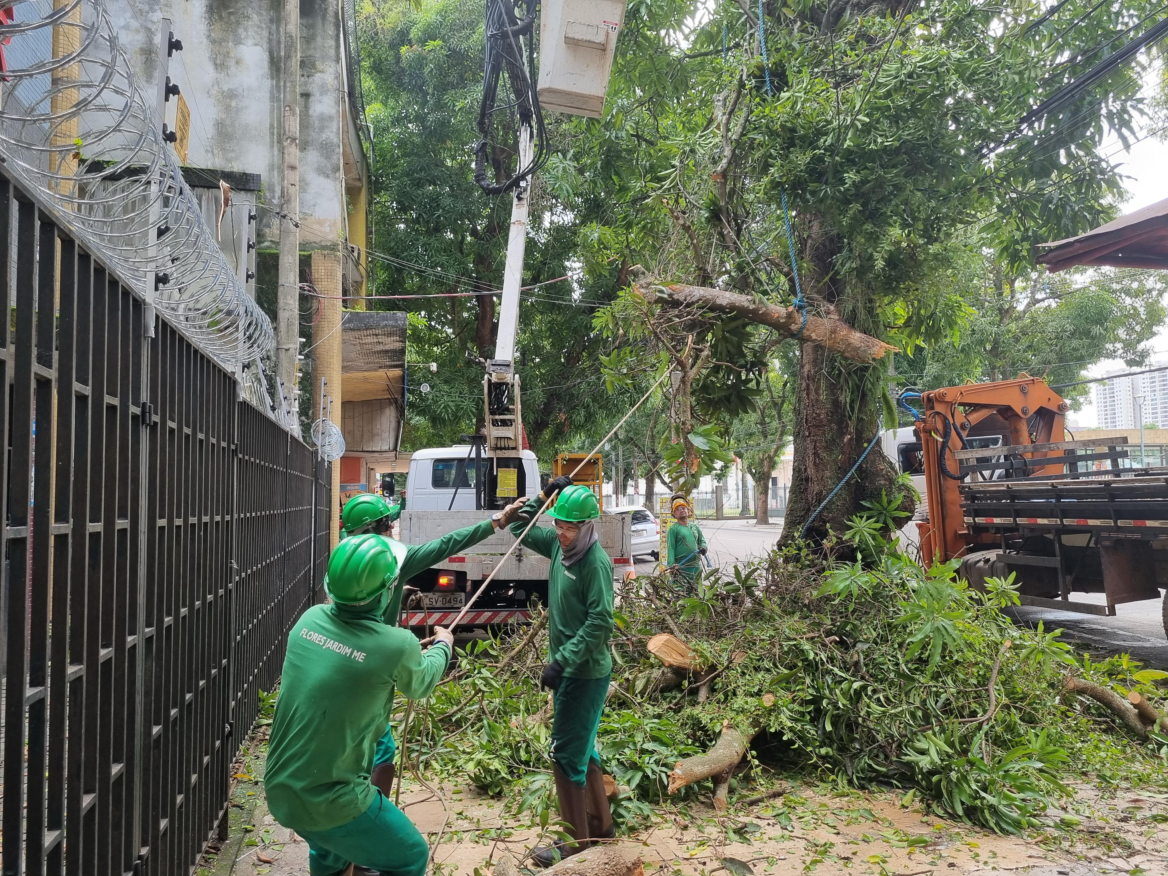 Árvore é retirada da Avenida Nazaré em operação da Prefeitura de Belém