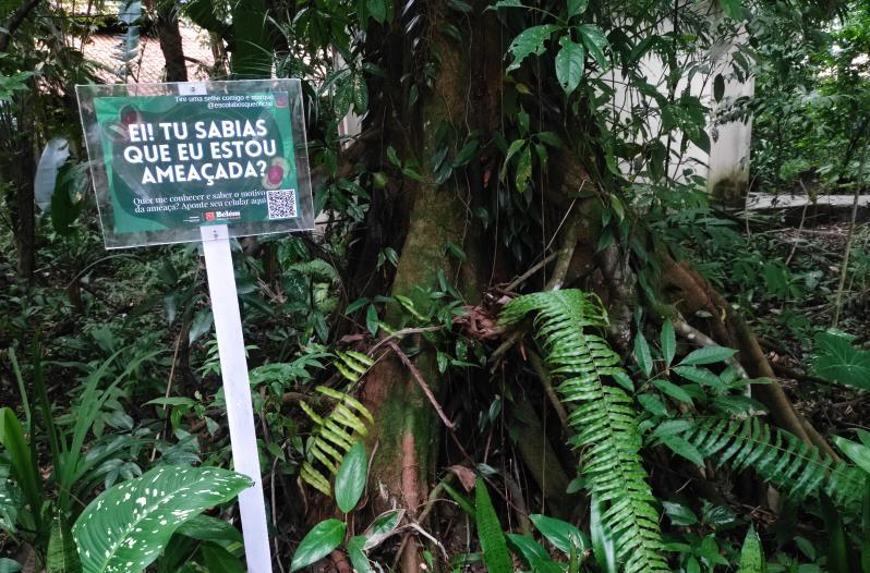 Fragmento de floresta urbana da Funbosque preserva espécies da flora amazônica ameaçadas de extinção